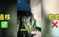 离谱！200万网红抹黑袁隆平育种技术造谣杂交水稻害人